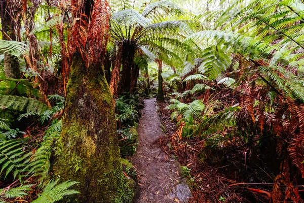 Warburton Avustralya 'da La Şelale