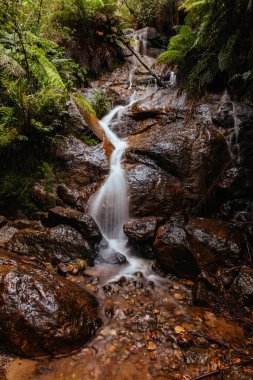 Warburton Avustralya 'da La Şelale