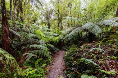 Warburton Avustralya 'da La Şelale