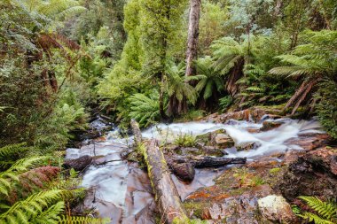 Cora Lynn Falls Marysville Avustralya 'da