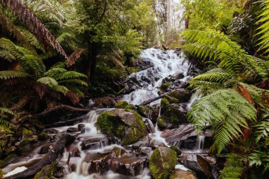 Cora Lynn Falls Marysville Avustralya 'da