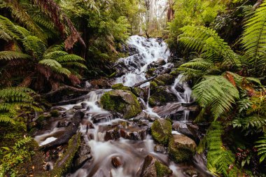 Cora Lynn Falls Marysville Avustralya 'da