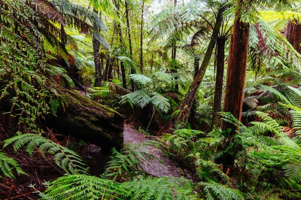 La La Falls in Warburton Australië — Stockfoto