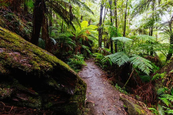 Warburton Avustralya 'da La Şelale