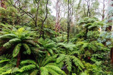 Victoria Avustralya 'da Don Rd Yolu