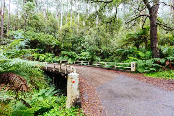 Don Rd Drive in Victoria Australia — Stock Photo, Image