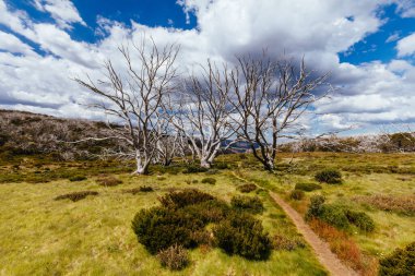 Avustralya 'da Falls Creek yakınlarında Wallace Hut