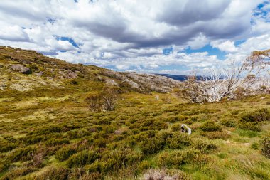Avustralya 'da Falls Creek yakınlarında Wallace Hut