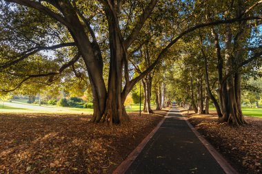Doğu Melbourne 'daki Hazine Bahçeleri Victoria Avustralya