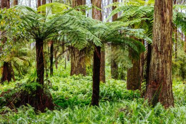 Don Rd ve Avustralya 'daki Healesville yakınlarındaki Donna Buang Yolu boyunca uzanan nemli, nemli bir çevrede.