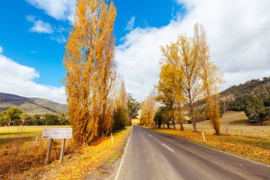 Sonbahar renklerinde ikonik Gould Memorial Drive Avustralya 'nın Victoria kentindeki Marysville kasabası yakınlarındaki Buxton-Marysville caddesinde.