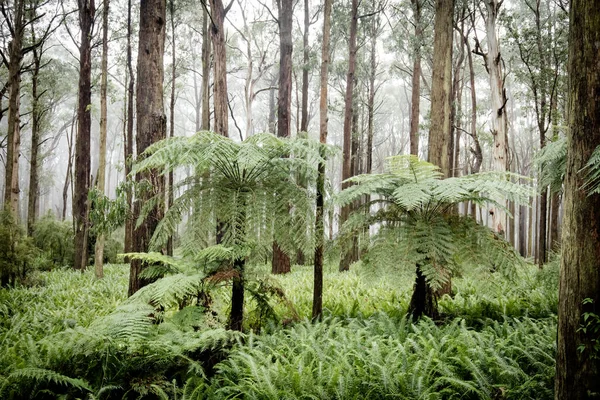 Lush Ferny Surroundings Cold Misty Day Donna Buang Don Healesville — Stock Photo, Image