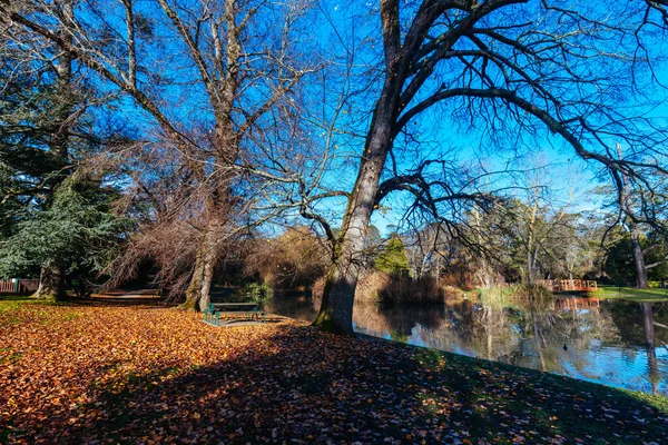 Malmsbury Botanic Gardens Wczesnym Rankiem Chłodny Zimowy Dzień Malmsbury Victoria — Zdjęcie stockowe