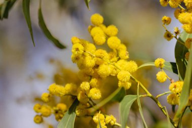 Blossoming of Mimosa tree Acacia Pycnantha, otherwise known as Golden Wattle on a cool late winters day in Greswell Conservation Reserve in Melbourne, Victoria, Australia