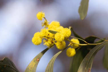 Blossoming of Mimosa tree Acacia Pycnantha, otherwise known as Golden Wattle on a cool late winters day in Greswell Conservation Reserve in Melbourne, Victoria, Australia