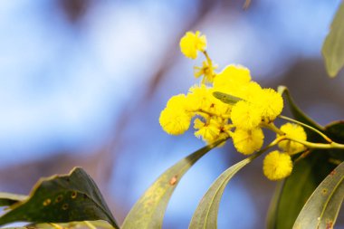 Blossoming of Mimosa tree Acacia Pycnantha, otherwise known as Golden Wattle on a cool late winters day in Greswell Conservation Reserve in Melbourne, Victoria, Australia