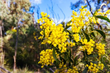 Blossoming of Mimosa tree Acacia Pycnantha, otherwise known as Golden Wattle on a cool late winters day in Greswell Conservation Reserve in Melbourne, Victoria, Australia