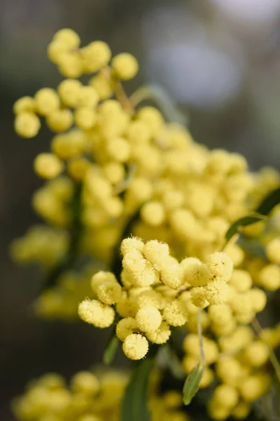Blossoming Mimosa Tree Acacia Pycnantha Otherwise Known Golden Wattle Cool — Fotografia de Stock