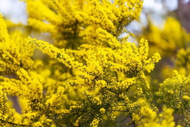 Blossoming of Mimosa tree Acacia Pycnantha, otherwise known as Golden Wattle on a cool late winters day in Greswell Conservation Reserve in Melbourne, Victoria, Australia