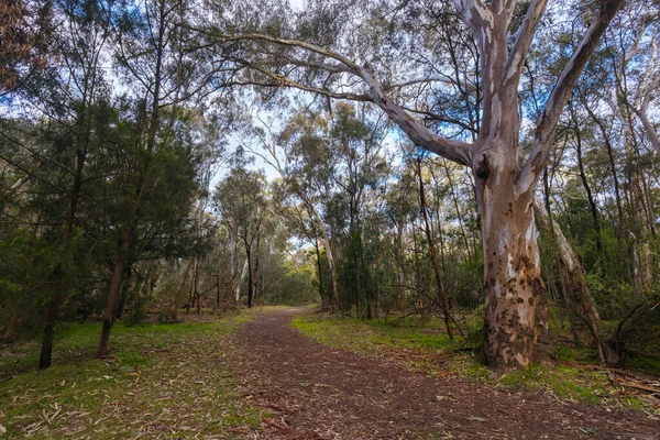Прогулюючись Холодною Пізньою Зимою Заповіднику Ґресвел Мельбурн Вікторія Австралія — стокове фото