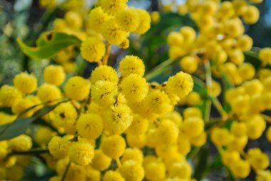 Blossoming of Mimosa tree Acacia Pycnantha, otherwise known as Golden Wattle on a cool late winters day in Greswell Conservation Reserve in Melbourne, Victoria, Australia