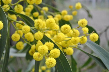 Blossoming of Mimosa tree Acacia Pycnantha, otherwise known as Golden Wattle on a cool late winters day in Greswell Conservation Reserve in Melbourne, Victoria, Australia clipart