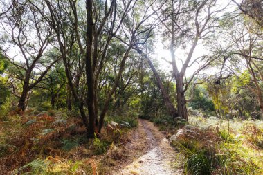Victoria, Avustralya 'daki Mornington Yarımadası' ndaki Cape Schanck Deniz Feneri yakınlarında Baldrys Piknik Alanı ile Bushrangers Körfezi Piknik Alanı arasındaki İki Körfez Yürüyüş Pisti 'nin bir parçası.