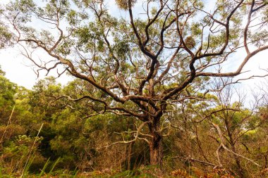 Victoria, Avustralya 'daki Mornington Yarımadası' ndaki Cape Schanck Deniz Feneri yakınlarında Baldrys Piknik Alanı ile Bushrangers Körfezi Piknik Alanı arasındaki İki Körfez Yürüyüş Pisti 'nin bir parçası.