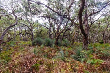 Victoria, Avustralya 'daki Mornington Yarımadası' ndaki Cape Schanck Deniz Feneri yakınlarında Baldrys Piknik Alanı ile Bushrangers Körfezi Piknik Alanı arasındaki İki Körfez Yürüyüş Pisti 'nin bir parçası.