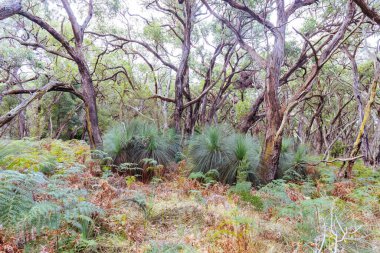 Victoria, Avustralya 'daki Mornington Yarımadası' ndaki Cape Schanck Deniz Feneri yakınlarında Baldrys Piknik Alanı ile Bushrangers Körfezi Piknik Alanı arasındaki İki Körfez Yürüyüş Pisti 'nin bir parçası.