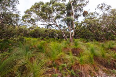 Victoria, Avustralya 'daki Mornington Yarımadası' ndaki Cape Schanck Deniz Feneri yakınlarında Baldrys Piknik Alanı ile Bushrangers Körfezi Piknik Alanı arasındaki İki Körfez Yürüyüş Pisti 'nin bir parçası.