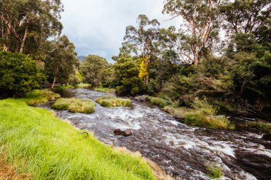 Sonbaharda öğleden sonra ışığı Warburton, Victoria 'daki Warburton Hwy yakınlarındaki Yarra Nehri' ne vurur. Avusturalya