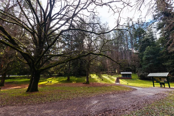 Sunny Winters Afternoon Fernshaw Picnic Ground Centre Black Spur Healesville — Stock Photo, Image