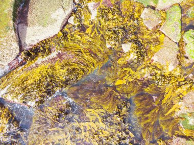 An aerial view of the coastline sea and sand on Pearses Beach on the Mornington Peninsula in Melbourne, Victoria, Australia