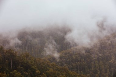 The lush ferny surroundings on a cold misty day along Woods Point Rd and Reefton Spur near Warburton and Marysville in Victoria, Australia