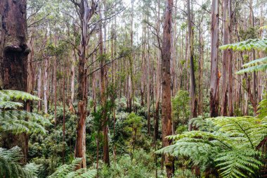 The lush ferny surroundings on a cold misty day along Woods Point Rd and Reefton Spur near Warburton and Marysville in Victoria, Australia