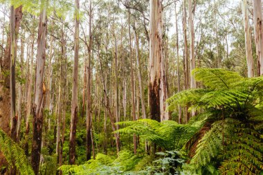 The lush ferny surroundings on a cold misty day along Woods Point Rd and Reefton Spur near Warburton and Marysville in Victoria, Australia