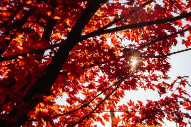 Victoria, Warburton kırsalındaki bir akçaağaç boyunca sonbaharda öğleden sonra ışığı. Avusturalya