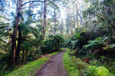 Popüler OShannassy Aqueduct Patikası Victoria, Avustralya 'da Warburton yakınlarında serin bir sonbahar sabahı bisikletçiler ve yürüyüşçüler için.