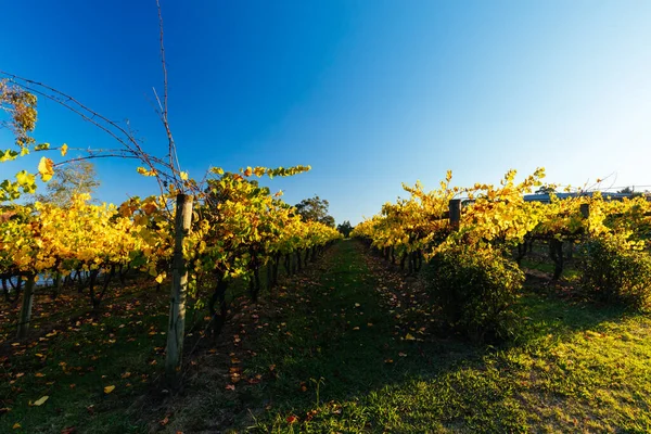 Sun Sets Recently Vineyard Seville Yarra Valley Victoria Australia —  Fotos de Stock