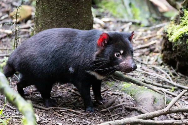 Iconische Tasmaanse Duivel Een Natuurlijke Omgeving Een Koele Lentedag Buurt — Stockfoto