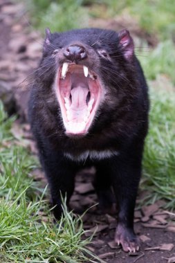 Doğal ortamda ikonik Tazmanya Canavarı Cradle Mountain, Tazmanya, Avustralya yakınlarında serin bir bahar gününde