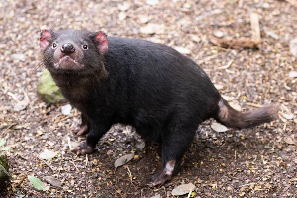 Iconic Tasmanian Devil Natural Environment Cool Spring Day Cradle Mountain — Stock Photo, Image