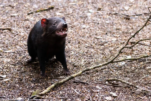 Tasmanian Devil Yang Ikonik Lingkungan Alami Pada Hari Musim Semi — Stok Foto