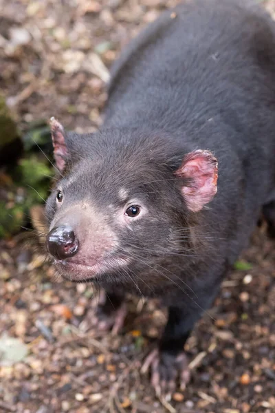 Tasmanian Devil Yang Ikonik Lingkungan Alami Pada Hari Musim Semi — Stok Foto