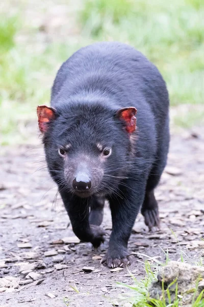 Tasmanian Devil Yang Ikonik Lingkungan Alami Pada Hari Musim Semi — Stok Foto