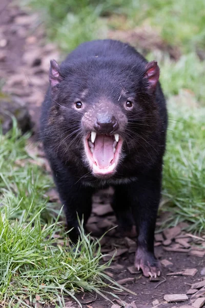 Iconic Tasmanian Devil Natural Environment Cool Spring Day Cradle Mountain — Stock Photo, Image