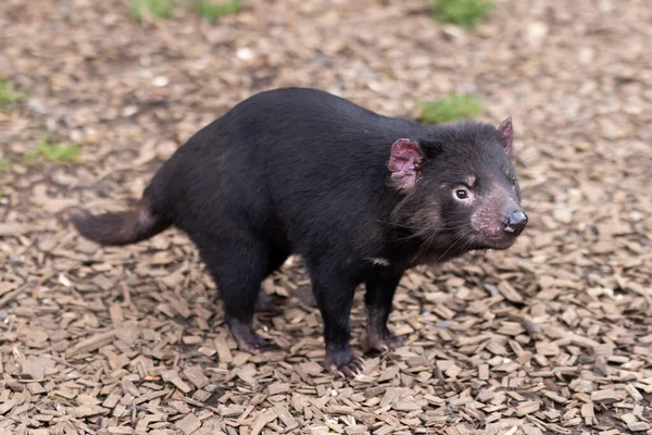 Iconic Tasmanian Devil Natural Environment Cool Spring Day Cradle Mountain — Stock Photo, Image