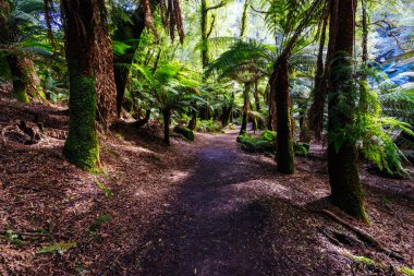 Pyengana, Tazmanya, Avustralya 'da ılık bir bahar gününde Tazmanya' nın en yüksek şelalelerinden biri olan St. Columba Şelalesi 'ne giden patika.