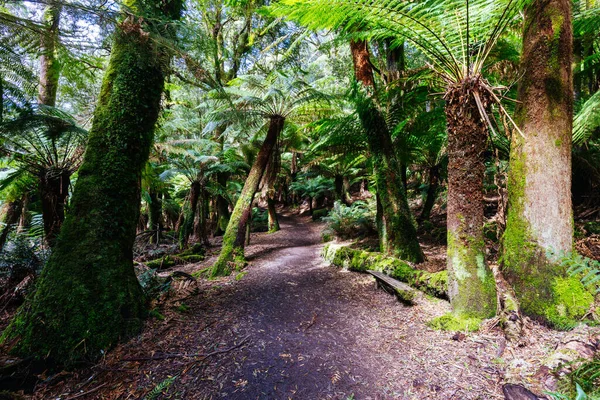 Route Naar Columba Falls Een Van Hoogste Watervallen Tasmanië Een — Stockfoto